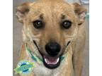 Adopt Suki a Mixed Breed