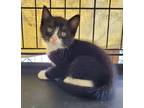 Adopt Demi a Domestic Shorthair / Mixed (short coat) cat in Darlington