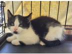 Adopt Danica a Domestic Shorthair / Mixed (short coat) cat in Darlington