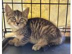 Adopt Dexter a Domestic Shorthair / Mixed (short coat) cat in Darlington
