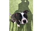 Adopt TAMMIE a Pit Bull Terrier, Mixed Breed