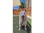 Adopt YUKI a German Shepherd Dog, Siberian Husky