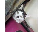 Adopt DOTTIE a Domestic Short Hair