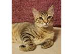 Adopt Sidney a Domestic Shorthair / Mixed (short coat) cat in Darlington