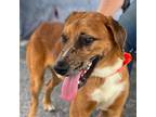 Adopt Dundee a Shepherd (Unknown Type) / Mixed dog in Darlington, SC (38774667)