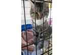 Adopt Palmer a Domestic Shorthair / Mixed (short coat) cat in Darlington