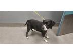 Adopt LOLLI a Pit Bull Terrier