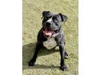 Adopt ZEUS a Black - with White American Staffordshire Terrier / Mixed dog in