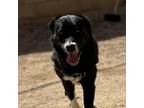Adopt Dippin' Dots a Labrador Retriever