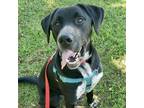 Adopt Goober a Black Mixed Breed (Large) / Mixed dog in Asheville, NC (38776708)