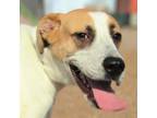 Adopt Gunther a White - with Tan, Yellow or Fawn Mixed Breed (Medium) / Mixed