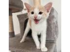 Adopt Griffin (fka Yellowstone) a Tan or Fawn Tabby Domestic Shorthair / Mixed