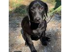 Adopt Blackie a Black Catahoula Leopard Dog / Mixed dog in Denison