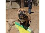 Adopt Hunny a American Staffordshire Terrier, Mixed Breed