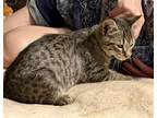 Adopt Randy a Brown Tabby Domestic Shorthair cat in Sanford, NC (39048022)