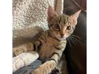 Adopt 23L34 Ferret a Domestic Shorthair cat in Venus, TX (39046076)