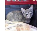 Adopt Andelina a Gray or Blue Domestic Shorthair / Mixed cat in Tuscaloosa