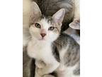 Adopt Charlotte a Brown Tabby Domestic Shorthair (short coat) cat in Georgetown