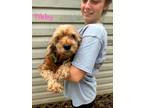Adopt Tibby a Tan/Yellow/Fawn Cockapoo dog in WAYNE, NJ (39050461)