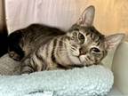 Adopt Stormy Day a Domestic Short Hair
