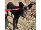 Adopt Tyson a Black Shepherd (Unknown Type) / Mixed dog in San Antonio
