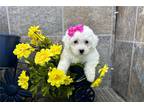 Coton de Tulear Puppy for sale in Fort Wayne, IN, USA