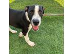 Adopt Ripley a Black Mixed Breed (Medium) / Mixed dog in Quakertown