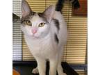Adopt Lyss a White Domestic Shorthair / Mixed cat in Carmel, IN (38974908)