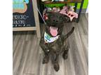 Adopt DILL a Brindle Mastiff / Pit Bull Terrier / Mixed dog in Greensboro