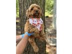 Adopt Tottie a Brown/Chocolate Cockapoo dog in WAYNE, NJ (39050462)