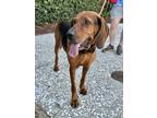 Adopt Charlie Sue a Redbone Coonhound / Hound (Unknown Type) / Mixed dog in