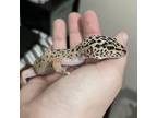Adopt Una a Gecko