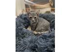 Adopt Turtle a Spotted Tabby/Leopard Spotted Domestic Shorthair / Mixed (short