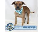 Adopt Damien/Milo a American Pit Bull Terrier / Mixed dog in Greenville