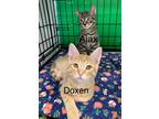 Adopt Ajax a Domestic Shorthair / Mixed (short coat) cat in Hoover