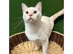 Adopt Casper a White Domestic Shorthair / Mixed cat in North Battleford