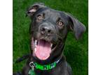 Adopt Scout a Black Retriever (Unknown Type) / Mixed dog in Evansville
