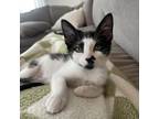 Adopt Da Vinci a Calico or Dilute Calico Domestic Shorthair / Mixed cat in
