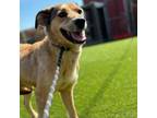 Adopt Lady a Black Mouth Cur