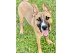 Adopt Baki a Brown/Chocolate Shepherd (Unknown Type) / Mixed dog in Anderson