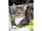 Adopt DIXIE a Domestic Short Hair