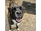 Adopt Havanna a Brindle Mixed Breed (Large) / Mixed dog in Charleston
