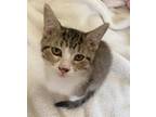 Adopt Louisa a Brown Tabby Domestic Shorthair (short coat) cat in Georgetown