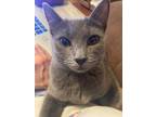 Adopt Audrey a Domestic Shorthair / Mixed (short coat) cat in Kettering