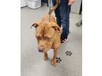 Adopt ACHILLES a American Staffordshire Terrier / Mixed dog in Fremont