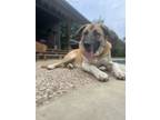 Adopt Winston a Tan/Yellow/Fawn - with Black Belgian Malinois / Black Mouth Cur