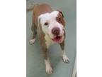 Adopt Remi a Pit Bull Terrier, Mixed Breed