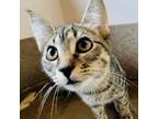 Adopt Brooklynn a Gray or Blue Domestic Shorthair / Mixed cat in Green Bay