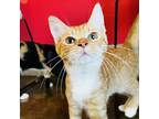 Adopt Bronx a Orange or Red Domestic Shorthair / Mixed cat in Green Bay