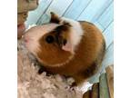 Adopt Mina a Guinea Pig